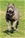 ipo3 FURFANTE RIPRODUTTORE SELEZIONATO ENCI - Triola Cane Corso